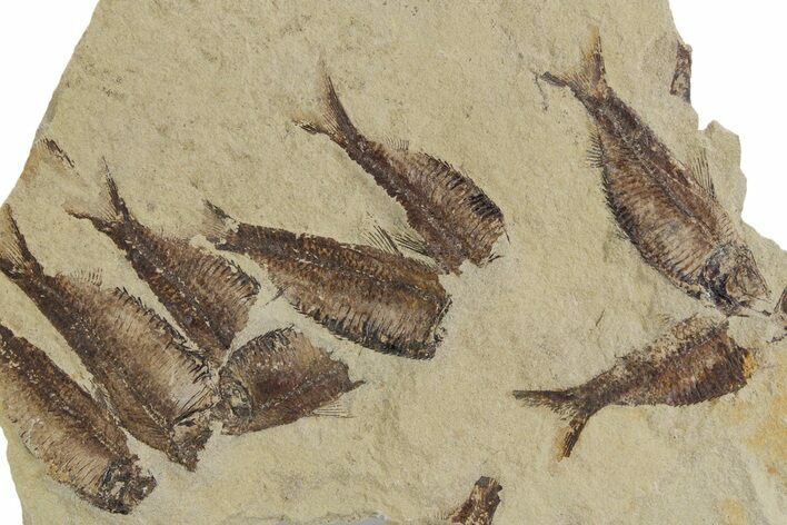 Fossil Fish (Gosiutichthys) Mortality Plate - Wyoming #357179